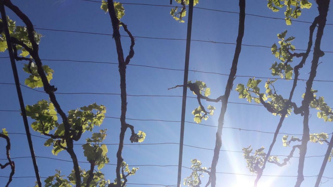 Vila Nainer Pag Town Bagian luar foto