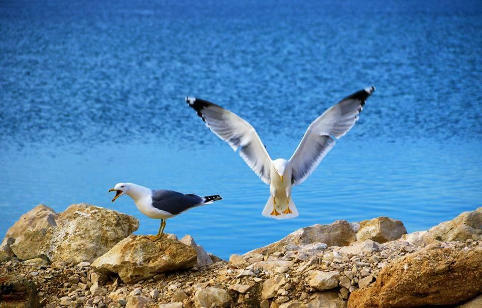 Vila Nainer Pag Town Bagian luar foto